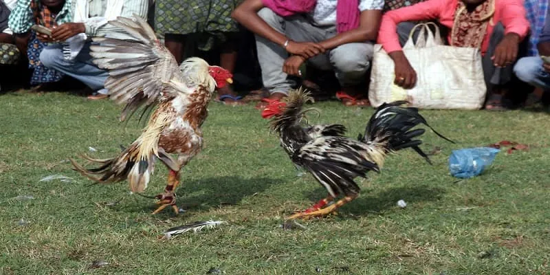 Tỷ lệ cược đá gà Pg99 trực tuyến như thế nào?